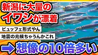 【2ch動物スレ】新潟にイワシが大量に打ち上げられる、たぶん、お前らの想像の10倍打ち上げられる