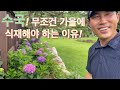 수국! 가을에 식재하면 풍성하게 키울수있습니다.