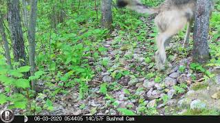 Gray Timber  Wolf pees on tree - MN Wild Nature