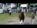 welsh cobs @ the royal welsh 2015