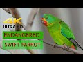 ENDANGERED SWIFT PARROTS. Short Film  documenting these stunning Parrots. Filmed Tasmania 2020. ABM.