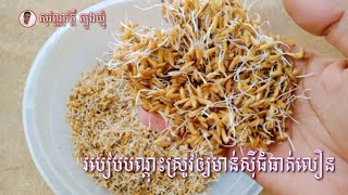 របៀបបណ្តុះស្រូវឲ្យមាន់ស៊ីធំធាត់លឿន /  How to grow rice for chickens to grow fast