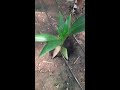 coconut saplings in banana farm