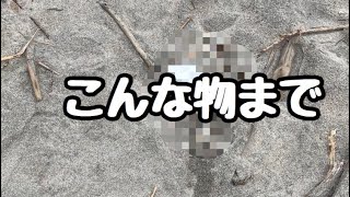 【閲覧注意】散歩のついでに海岸で竿の素材を探してみたら