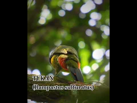 TUKAN(Ramphatos Sulfuratus)#birds #burung #nature #shorts - YouTube