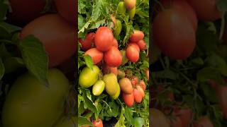 Amazing Greenhouse Tomatoes Farming Greenhouse Modern Agriculture Technology  2023