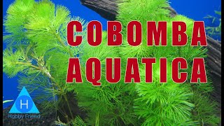 Low tech - Beginner level - Easy care aquatic plant - Cabomba - Tamil