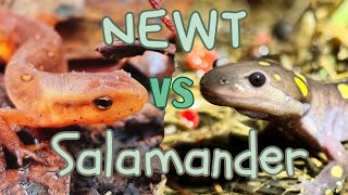 Newts vs Salamanders - What's the Difference?