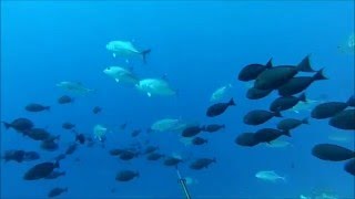 Tuamotu Spearfishing