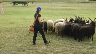 I.FCI TS Herding European Championship 2023. Veronica Fantinel, Italy