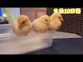 10 ちゃぼの雛　生後10日目