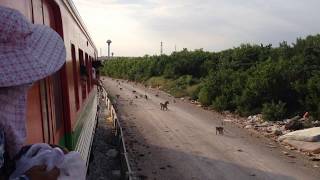 ฝูงลิงริมทางรถไฟสายบ้านแหลม - แม่กลอง