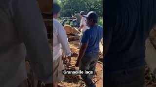 The harvesting of granadillo is very tough. Heavy logs . No heavy equipment in forest .hardworking.