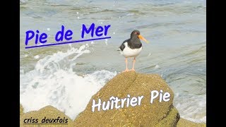 Oiseaux ; Huîtrier Pie ; Pie de Mer ; 4K ; Seabird ; Oystercatcher ; Presqu'île ; Bretagne ; France