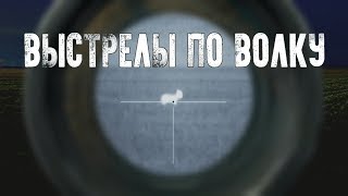 Охота на волков. Волки подошли на выстрел. Стальная выдержка!