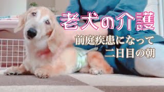 歩けなくなってから二日経ちました【老犬ダックス】ボニーの朝の様子