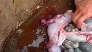 Неприятный сюрприз при разделки свинки.An unpleasant surprise when butchering pigs.