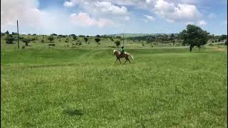 Traditional horse racing