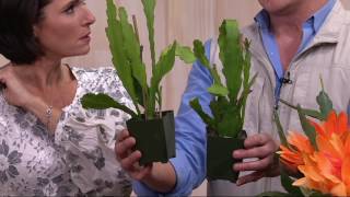 Roberta's 2-piece 2-in-1 Orchid Cactus Collection on QVC