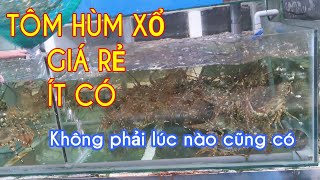 Chợ Bình Điền | Tôm Hùm đại hạ giá ít có !!, tôm càng, mực lên giá, tôm tích sống | tập 124