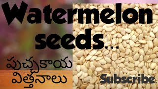 Watermelon seeds...🙂🙂పుచ్చకాయ విత్తనాలు..