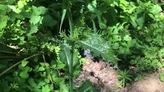 Eşek marulu, Kundrul, Kuzu gevreği, Kuzukürkü, Süt otu, Sonchus oleraceus, IMG 5497