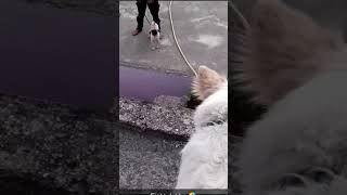 Pomeranian VS  Pug 💪🏻Cute Fight 🫶🏻 Batao kon jeetega#fightinggame#fighting#pomerinian#vs#pugs#viral