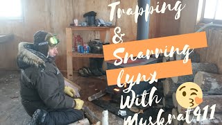 Trapping and snarring lynx with Muskrat411