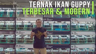 Mulai Usaha Guppy Dari Ember Kecil Kini Jadi Ternak Guppy Terbesar dan Modern