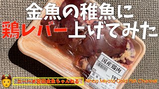 【ニーハオ宮田】金魚ちゃんねる_『金魚の稚魚に鶏レバー上げてみた』