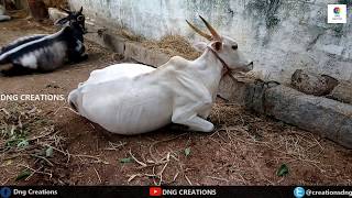 Punganur Cows : அரிய வகை புங்கணூர் குட்டை மாடுகள் / Rare Breeds of Cows