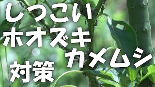 【ホオズキカメムシ】しつこいホオズキカメムシ対策 2023