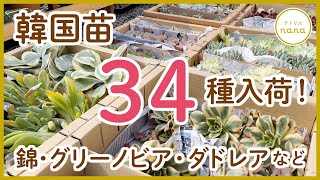 【多肉植物】韓国苗✨人気34種入荷しました！