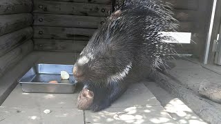 目を細めながら食べてる！かわいいね　アフリカタテガミヤマアラシ　上野動物園