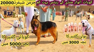 Special kohat Dogs🐶 Market 👌Pitbull vs Kohati gultair, German shepherd, bully dog | Pk Animals