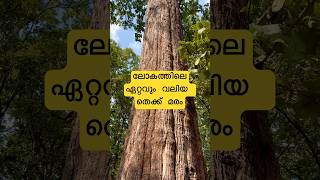 ലോകത്തിലെ ഏറ്റവും വലിയ തേക് മരം | Biggest Teak Tree in the World | Parambikulam