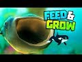 MEGA WHALE SHARK EATS KILLER WHALE - Feed and Grow Fish Gameplay Part 1