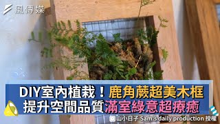 DIY室內植栽！鹿角蕨超美木框 提升空間品質滿室綠意超療癒