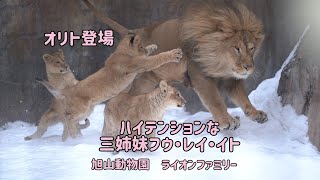 旭山動物園　オリト登場　ハイテンションな三姉妹　フウ・レイ・イト　オリト＆イオちゃんファミリー　ライオンファミリー