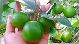 🍋এতো বড়ো ব্যোম ব্যোম😱সাইজের গন্ধরাজ লেবু🍋বিনা সার বিষ কোনো কিছু প্রয়োগ ছাড়া শুধু আমার বাড়ির গাছে🦋