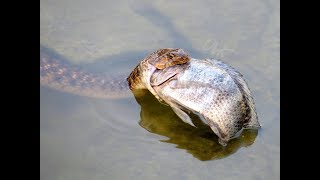 A Checkered Keelback (Water Snake) swallowing a Fish