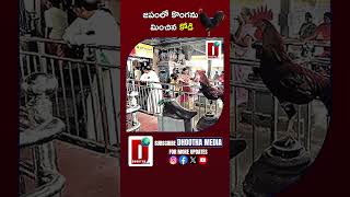 జపంలో కొంగను మించిన కోడి #kodijapam #trendingshorts #trending #news #trendingnews   || DHOOTHA MEDIA