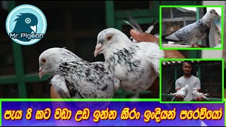 ලංකාවේ හැමෝම හොයපු කීරං ඉංදියන් පරෙවියෝ - Keeran Indian Pigeons In Sri Lanka