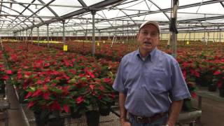 Poinsettias from Smith's Gardentown!