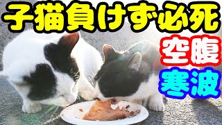 子猫 空腹 寒波に負けず必死に食らいつく ありがとう 日々感謝