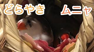 錦華鳥お見合い日記〜2019秋桜〜① zebra finch