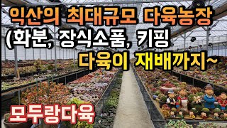 익산 최대규모 최첨단 다육농장! 모두랑다육 ㅣ화분, 소품, 키핑, 다육이 재배도 하는 곳 ㅣ다육이 키우기 ㅣ#신쌤의다다육선(多肉植物, succulent, たにくしょくぶつ)