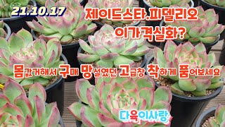 다육이사랑4탄/제이드스타재입고/착한국민창/앙쥬.플로리디티.아라베스크/신상다량/택배010 6301 7814 (korean succulent plants)