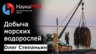 Как добывают морские водоросли – биолог Олег Степаньян | Научпоп