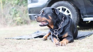 我家的狗不咬人，说死了没人信，这只罗威纳犬颠覆你对猛犬的认知